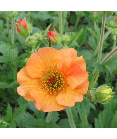 Geum Totally Tangerine (2lt)