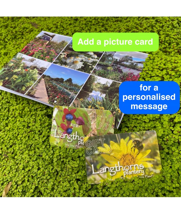 Housewarming Modern Plants Greeting Card » Pip & Cricket