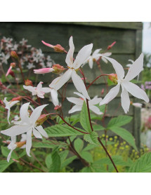 Gillenia trifoliata (3lt)
