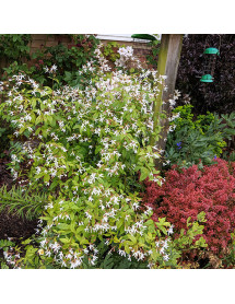 Gillenia trifoliata (2lt)