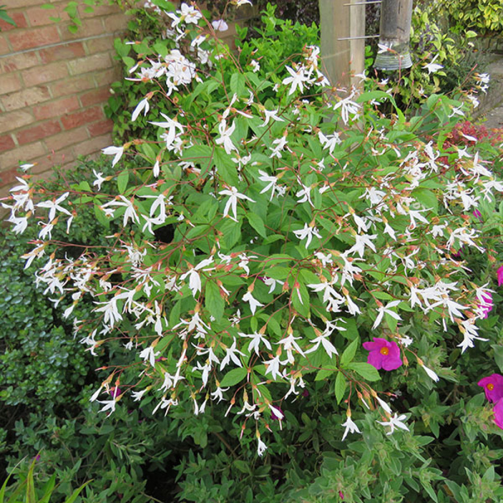 Gillenia trifoliata (2lt)