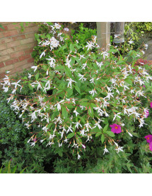 Gillenia trifoliata (3lt)