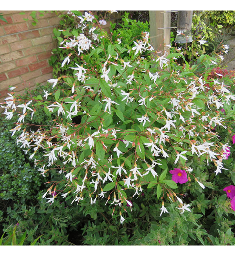 Gillenia trifoliata (3lt)