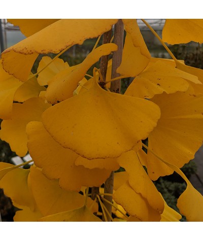 Ginkgo biloba Autumn Gold (12lt)