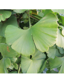 Ginkgo biloba Troll (3lt)