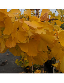 Ginkgo biloba Mariken (1.5m standard) (10lt)