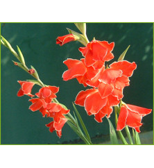 Gladiolus Atom (1.5lt)