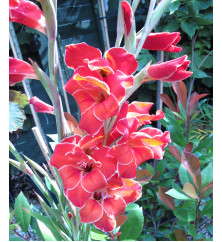 Gladiolus Atom (1.5lt)