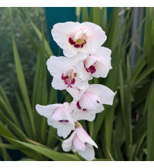 Gladiolus Candy Bar (2lt)