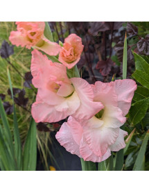 Gladiolus Careless (Topsize) (1lt)