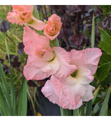 Gladiolus Careless (Topsize) (1lt)