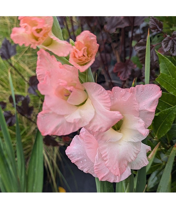 Gladiolus Careless (Topsize) (1lt)