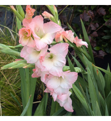 Gladiolus Careless (Topsize) (1lt)