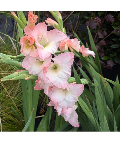 Gladiolus Careless (Topsize) (1lt)