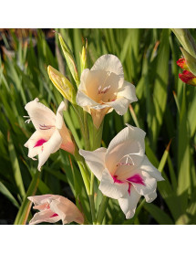 Gladiolus Carine (Nanus) (1.5lt)