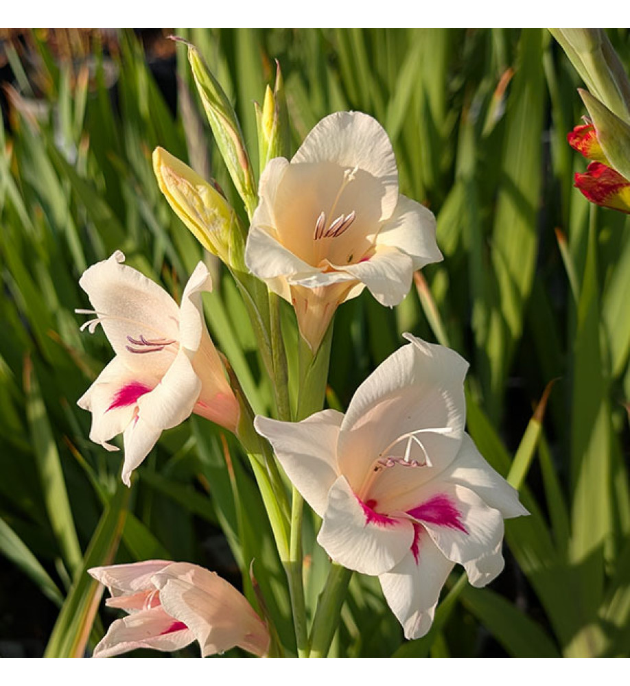 Gladiolus Carine (Nanus) (1.5lt)