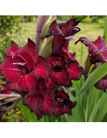 Gladiolus Espresso (1lt)