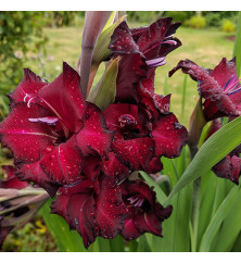 Gladiolus Espresso (1lt)