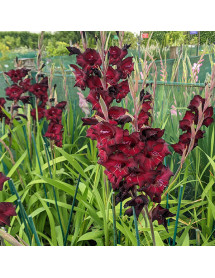 Gladiolus Espresso (1lt)