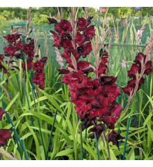 Gladiolus Espresso (1lt)