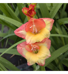 Gladiolus Las Vegas (Nanus) (1.5lt)