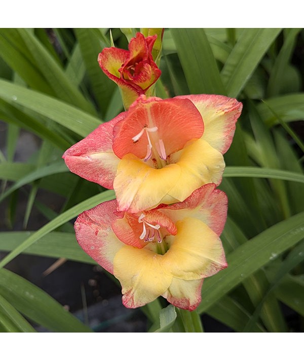 Gladiolus Las Vegas (Nanus) (1.5lt)