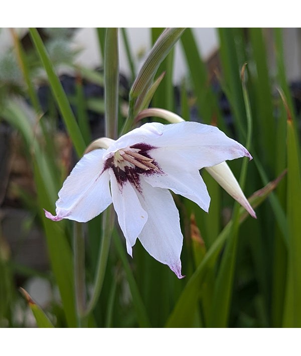 Gladiolus murielae (Acidanthera) (1.5lt)