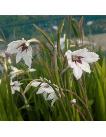 Gladiolus murielae (Acidanthera) (1.5lt)