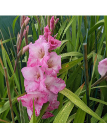 Gladiolus My Love (1lt)