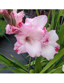 Gladiolus My Love (1lt)