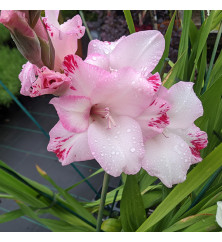 Gladiolus My Love (1lt)