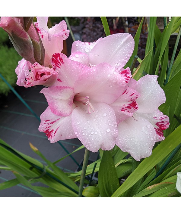 Gladiolus My Love (1lt)