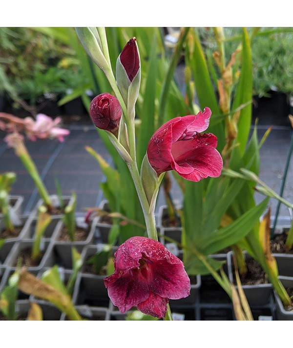 Gladiolus papillio Ruby (1lt)