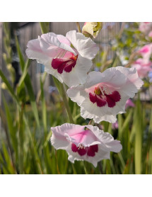 Gladiolus Soft Innocence (2lt)