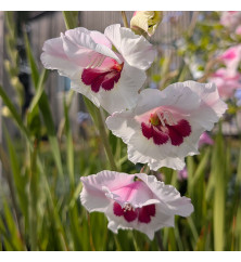 Gladiolus Soft Innocence (2lt)