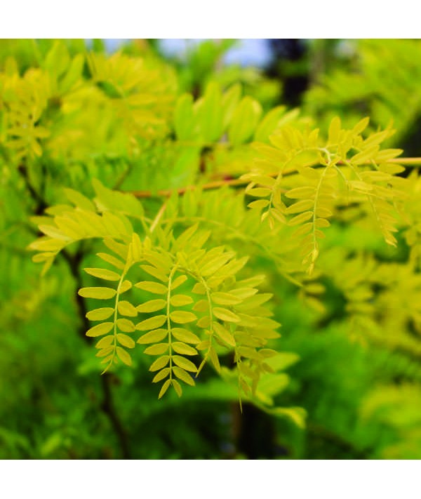 Gleditsia tricanthos Sunburst (17.5lt)