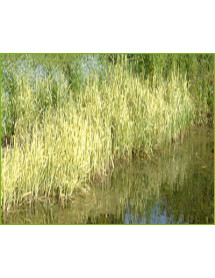 Glyceria maxima Variegata (2lt)