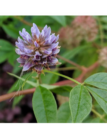 Glycyrrhiza uralensis (2lt)