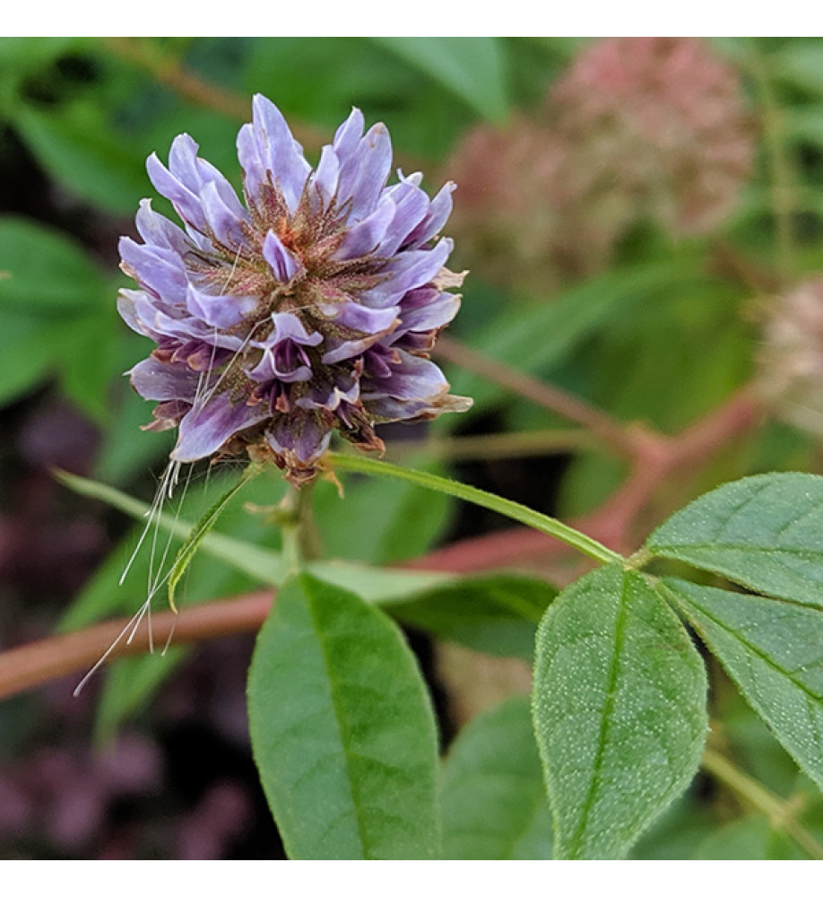 Glycyrrhiza uralensis (3lt)
