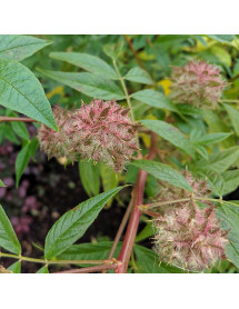 Glycyrrhiza uralensis (5lt) Glycyrrhiza uralensis (5lt)