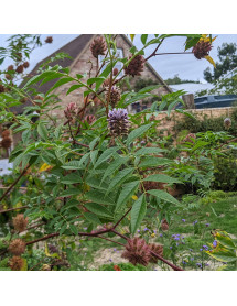 Glycyrrhiza uralensis (2lt)