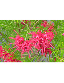 Grevillea 'Canberra Gem' (3lt)