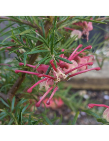 Grevillea 'Canberra Gem' (3lt)