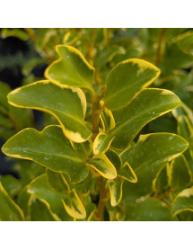 Griselinia littoralis Green Jewel (10lt)