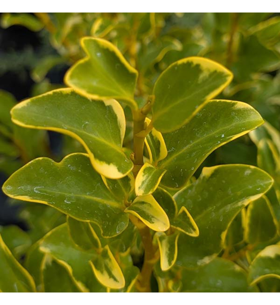 Griselinia littoralis Green Jewel (10lt)