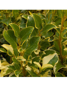Griselinia littoralis Green Jewel (10lt)