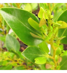 Griselinia littoralis Green Horizon (3lt) Griselinia littoralis Green Horizon (3lt)