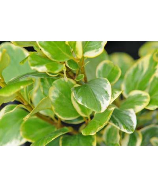 Griselinia littoralis Green Jewel (10lt)