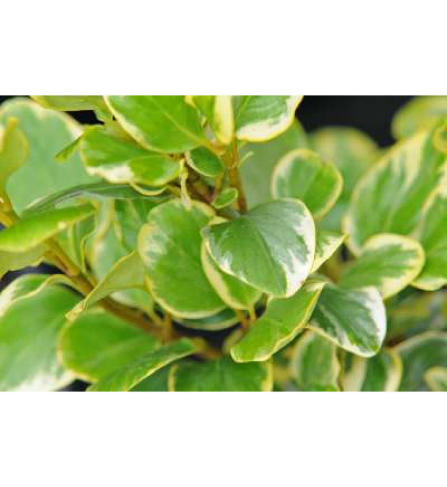 Griselinia littoralis Green Jewel (3lt)