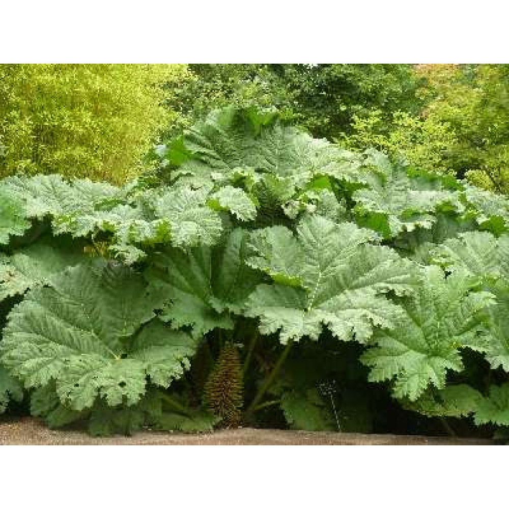 Gunnera manicata (3lt)